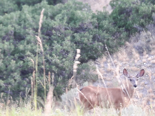 Public Golf Course «South Mountain Golf Course», reviews and photos, 1247 E Mike Weir Dr, Draper, UT 84020, USA