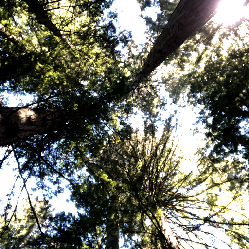 Nature Preserve «LandPaths Grove of Old Trees», reviews and photos, 17599 Fitzpatrick Ln, Occidental, CA 95465, USA