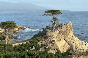 Lone Cypress image