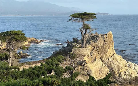 Lone Cypress image