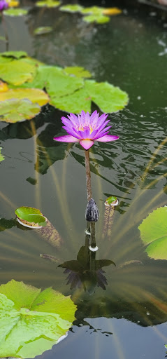 Tennis Club «Westside Tennis & Fitness», reviews and photos, 1200 Wilcrest Dr, Houston, TX 77042, USA