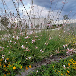Photo n°2 de l'avis de Francos. fait le 11/06/2022 à 20:06 sur le  Relais Masseria Le Cesine - CDSHotels à Vernole