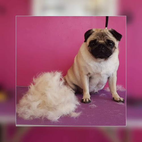 Reviews of Groomingtails Dog Spa Frodsham and Groom School in Warrington - Dog trainer