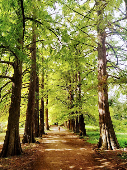 Baño de bosque en Uruguay