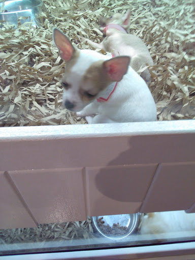 Pet Store «Puppy Boutique Store», reviews and photos, 4001 N Federal Hwy, Fort Lauderdale, FL 33308, USA