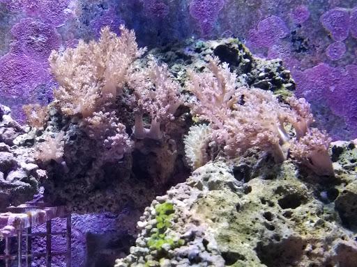 Tropical Fish Store «Ocean Aquarium», reviews and photos, 6820 E Black Horse Pike, Egg Harbor Township, NJ 08234, USA