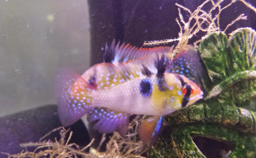 Pet Supply Store «Oddball Pets and Aquariums», reviews and photos, 262 Joseph St, Pittsburgh, PA 15227, USA