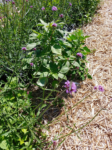 Farm «Heron Pond Farm», reviews and photos, 299 Main Ave, South Hampton, NH 03827, USA