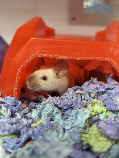 Pet Supply Store «Petco Animal Supplies», reviews and photos, 3012 Bridgepointe Pkwy, San Mateo, CA 94404, USA