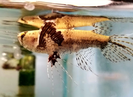 Tropical Fish Store «Pet Friendly Inc», reviews and photos, 845 Manitou Rd, Hilton, NY 14468, USA