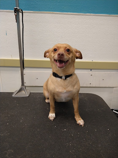 Pet Supply Store «Petco Animal Supplies», reviews and photos, 179 N Milwaukee St, Boise, ID 83704, USA