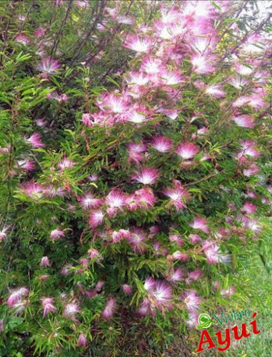 Opiniones de Vivero Ayuí en Salto - Centro de jardinería