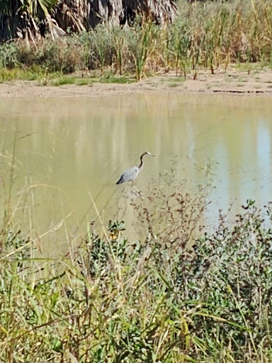 Nature Preserve «McAllen Nature Center», reviews and photos, 4101 U.S. 83 Business, McAllen, TX 78501, USA