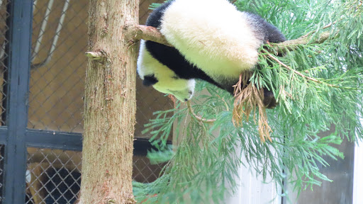 Tourist Attraction «Elephant Trails», reviews and photos, 3001 Connecticut Ave NW, Washington, DC 20008, USA