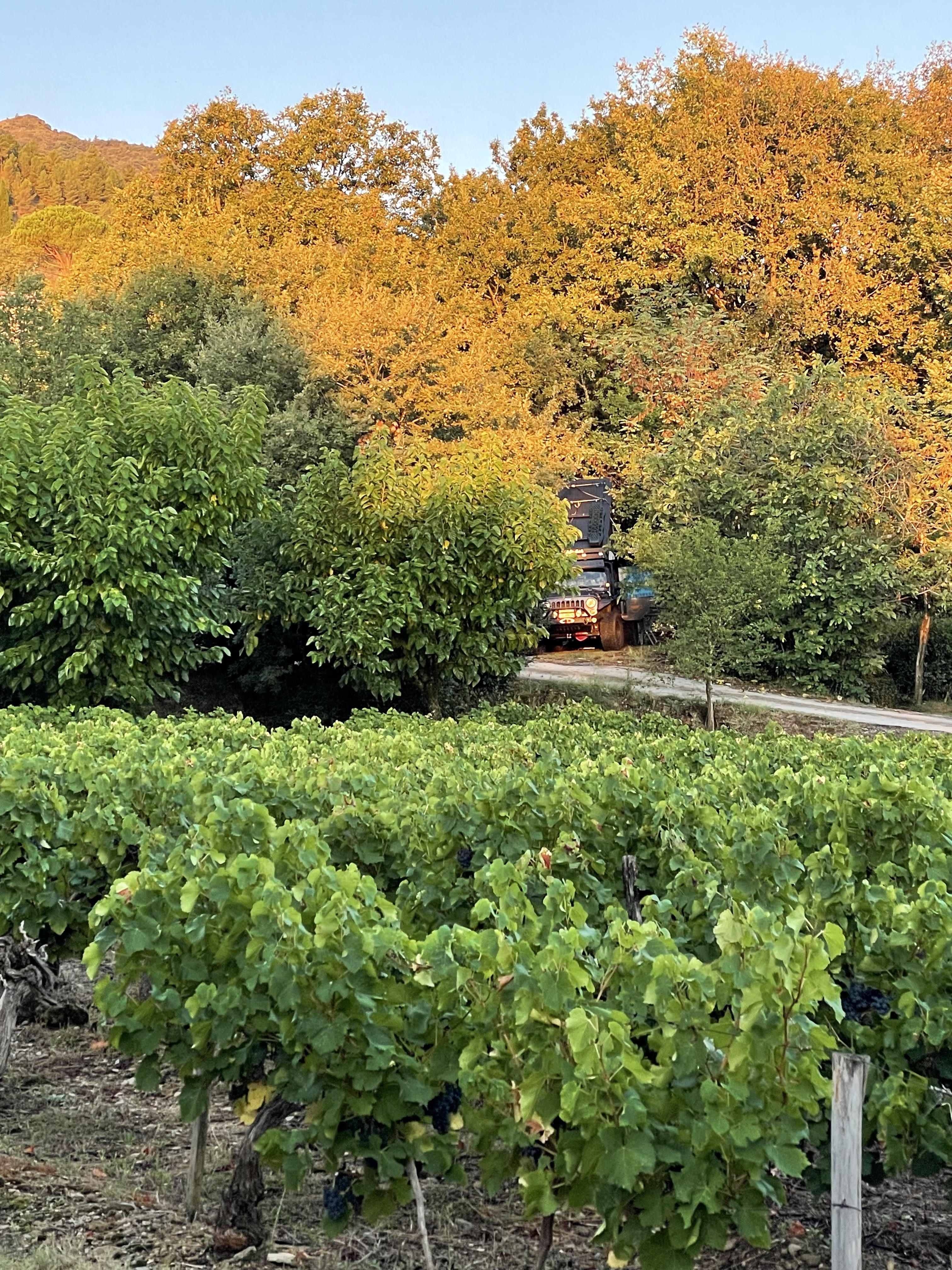 Photo n° 4 de l'avis de VEGAN.V fait le 17/09/2021 à 12:23