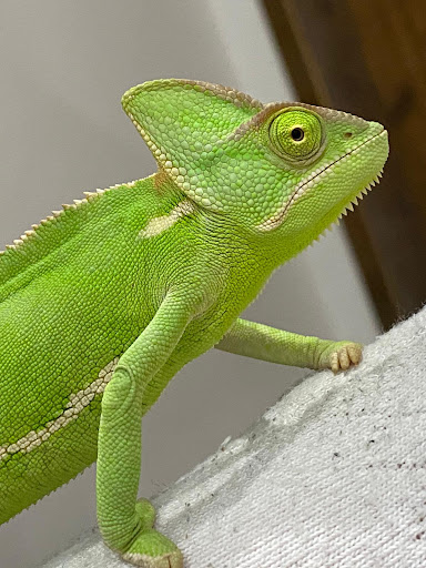 Pet Supply Store «PetSmart», reviews and photos, 170 E Stacy Rd, Allen, TX 75002, USA