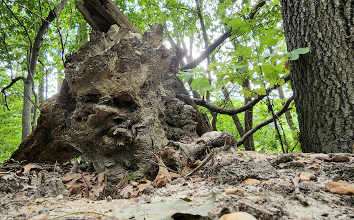 State Park «Cheesequake State Park», reviews and photos, 300 Gordon Rd, Matawan, NJ 07747, USA