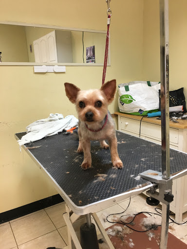 Ju Ju's Pet Grooming & Day Spa