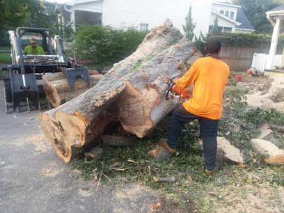 Aleman's Tree Service & Stump Grinding