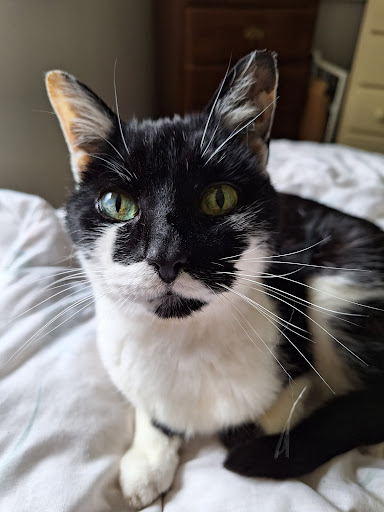 All Pets Animal Hospital & Rehabilitation Center image