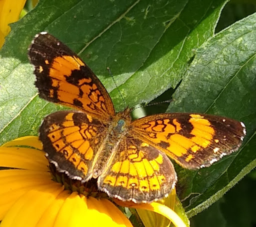 Park «George Rogers Clark Park», reviews and photos, 1024 Thruston Ave, Louisville, KY 40217, USA