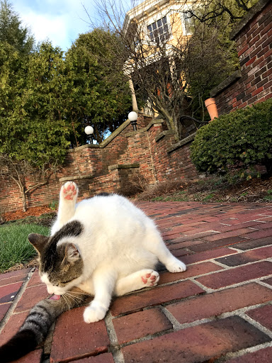 Bed & Breakfast «Showers Inn Bed & Breakfast», reviews and photos, 430 N Washington St, Bloomington, IN 47404, USA