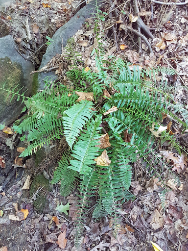 Park «Bechtel Park», reviews and photos, Naamans Rd, Claymont, DE 19703, USA