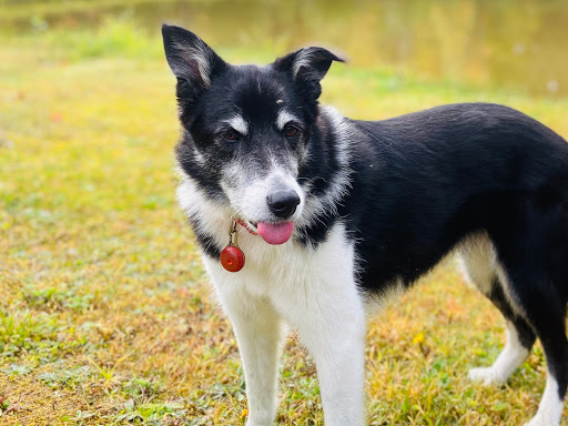 Mid-Atlantic Border Collie Rescue