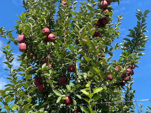 Orchard «Riamede Farm», reviews and photos, 122 Oakdale Rd, Chester, NJ 07930, USA