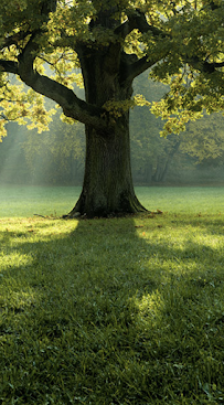 New Leaf Family - Photo 3 - Car repair in Centennial, CO, Centennial