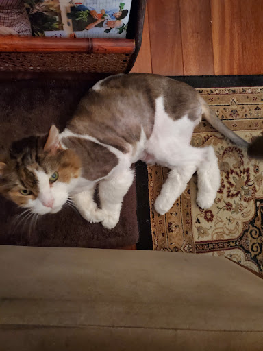 Pet Groomer «Delaware Pet Stuff», reviews and photos, 435 Dunlap St, Delaware, OH 43015, USA