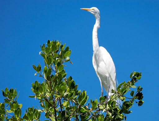 Wildlife Refuge «Ding Darling Wildlife Refuge», reviews and photos, 1 Wildlife Dr, Sanibel, FL 33957, USA