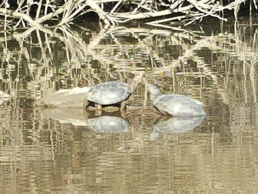 Nature Preserve «Cosumnes River Preserve», reviews and photos, 13501 Franklin Blvd, Galt, CA 95632, USA