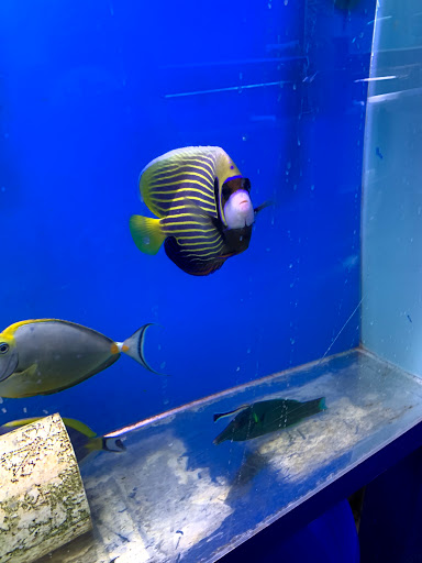 Tropical Fish Store «All About Fish», reviews and photos, 102 2nd Ave, Pleasant Hill, CA 94523, USA