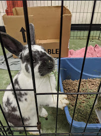 RabbitEARS - Photo 2 - Car repair in Oakland, CA, Berkeley