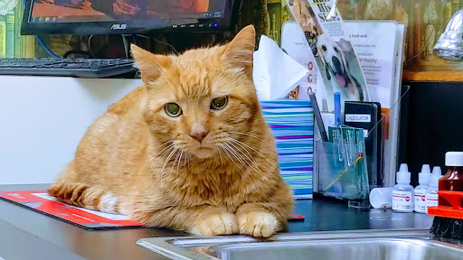 400 Warfield Blvd Ct A, Clarksville, TN 37043, USA