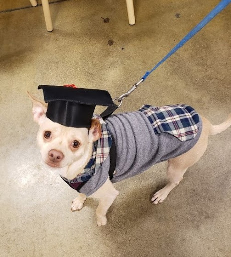 Pet Supply Store «PetSmart», reviews and photos, 15555 E 14th St, San Leandro, CA 94578, USA