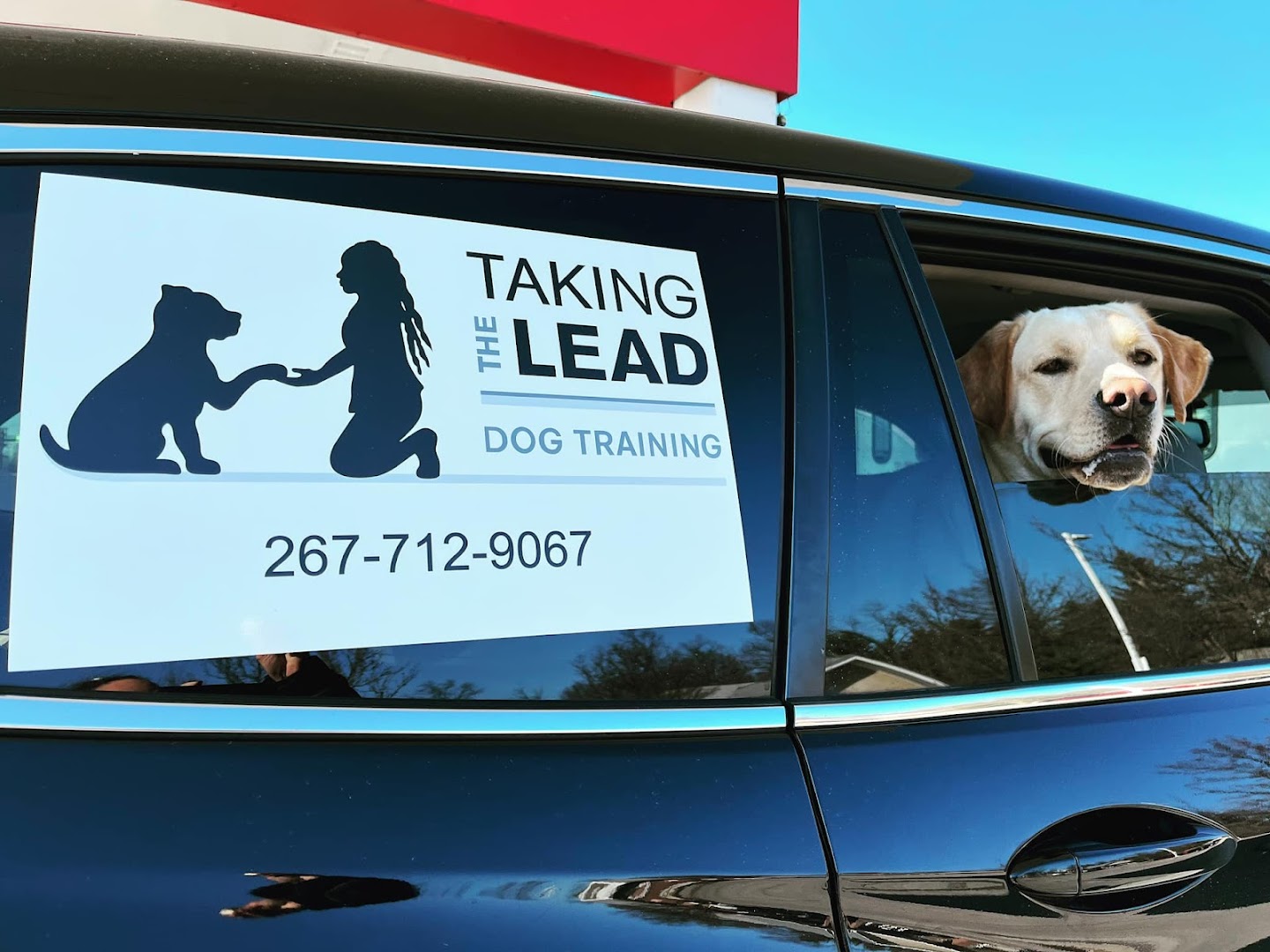 Taking the Lead Dog Training