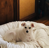 Molly Puppins Animal Massage & Pet Sitting - Photo 6 - Car repair in , Los Angeles