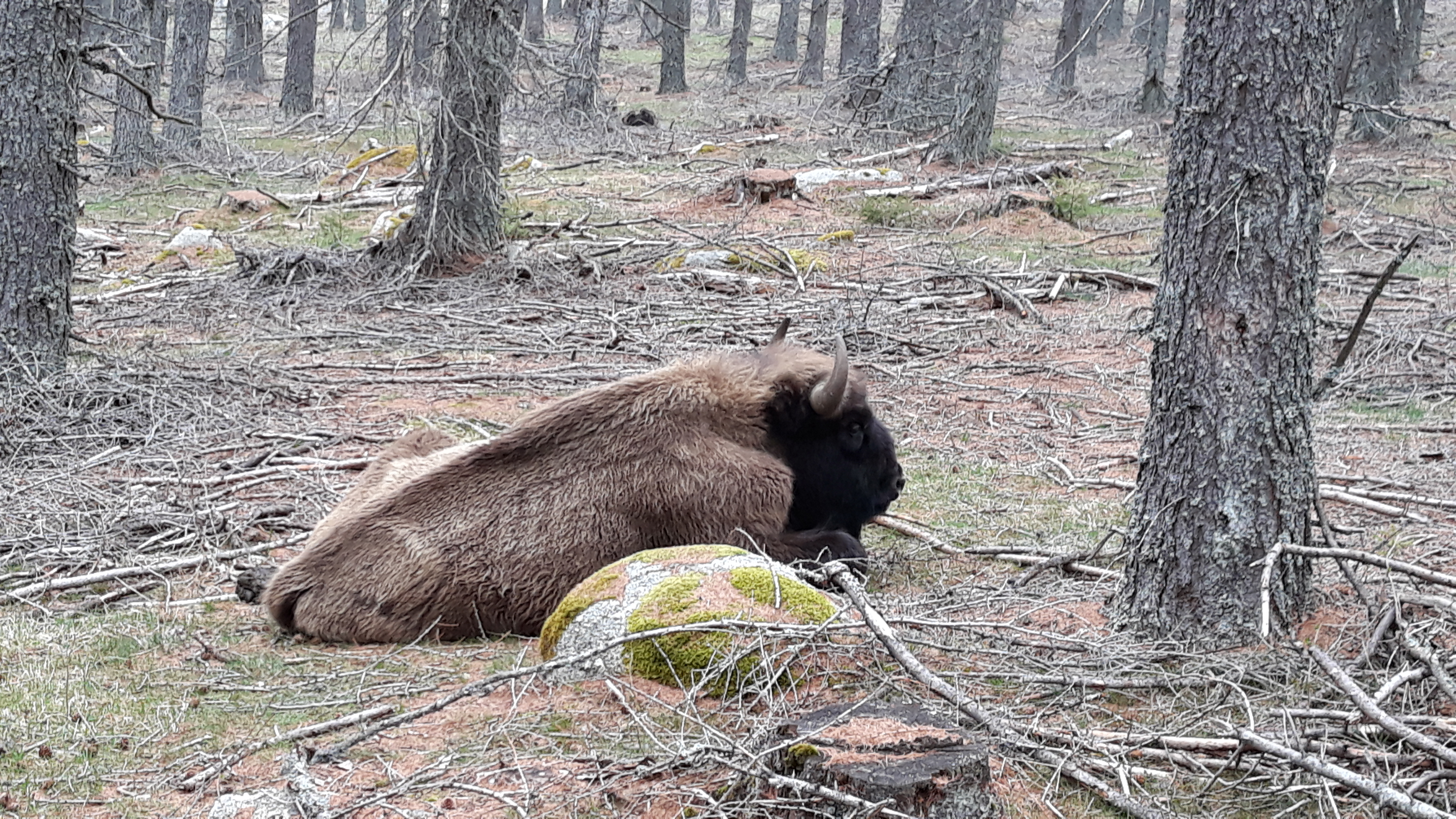 Photo n° 2 de l'avis de Hartas. fait le 03/05/2019 à 15:16