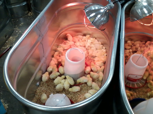 Home Improvement Store «Tractor Supply Co.», reviews and photos, 8135 Brookville Rd, Indianapolis, IN 46239, USA