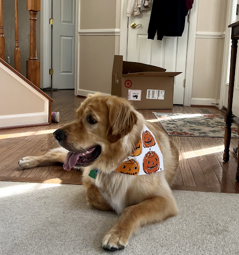 Brunswick Grooming Spa