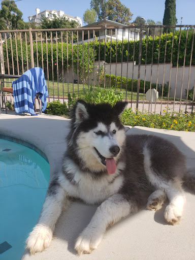 Covina Animal Hospital image