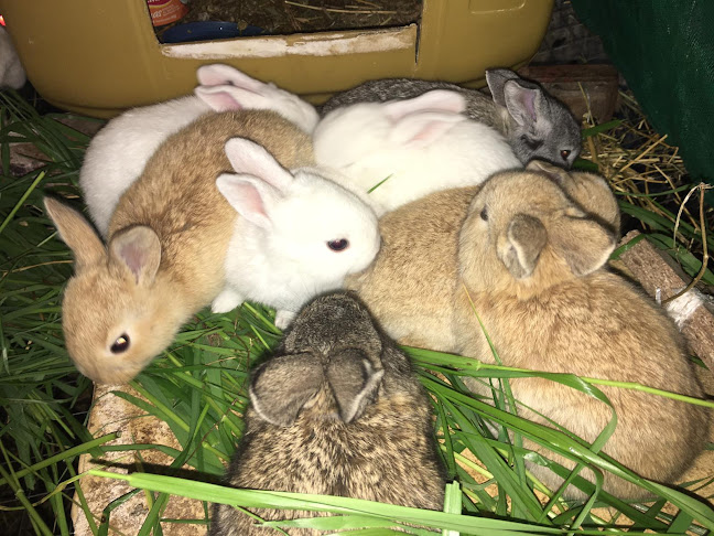Opiniones de Venta de Conejos en Florida - Tienda