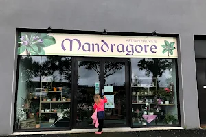 Mandragore image