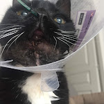 Photo n° 5 de l'avis de Malika. fait le 26/11/2018 à 16:55 pour Clinique vétérinaire CVET de Ponthierry - sur rdv à Saint-Fargeau-Ponthierry