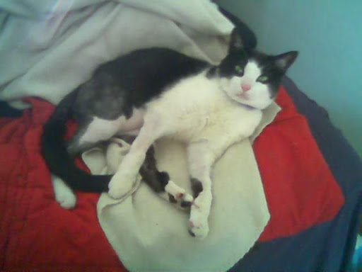 Pet Supply Store «Petco Animal Supplies», reviews and photos, 3387 Steelyard Dr, Cleveland, OH 44109, USA