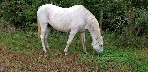 Animal Feed Store «FELDMANS Farm & Home», reviews and photos, 1332 W Kansas St, Liberty, MO 64068, USA