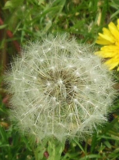 Park «Monte Irvin Orange Park», reviews and photos, S Harrison St, City of Orange, NJ 07050, USA