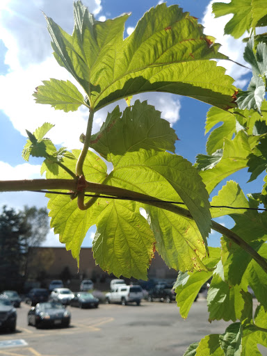 Brewery «Locavore Beer Works», reviews and photos, 5950 S Platte Canyon Rd, Littleton, CO 80123, USA